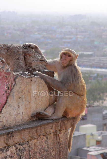 Scimmia nella città di Jaipur — Foto stock