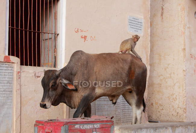 Cow with monkey on the streets of Jaipur, India — Stock Photo