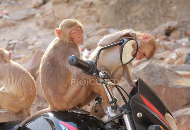 Macacos sentados na bicicleta — Fotografia de Stock