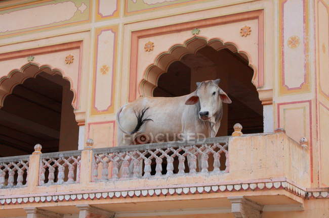 Vaca en templo del mono en Jaipur - foto de stock