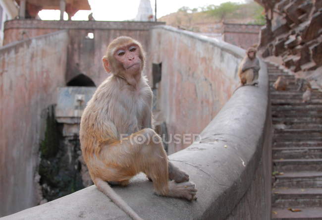 Mono en la ciudad de Jaipur - foto de stock
