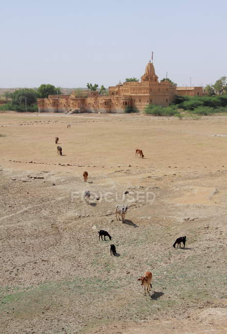Jaisalmer Chhatris, en Bada Bagh en Jaisalmer, Rajastán, India
. - foto de stock