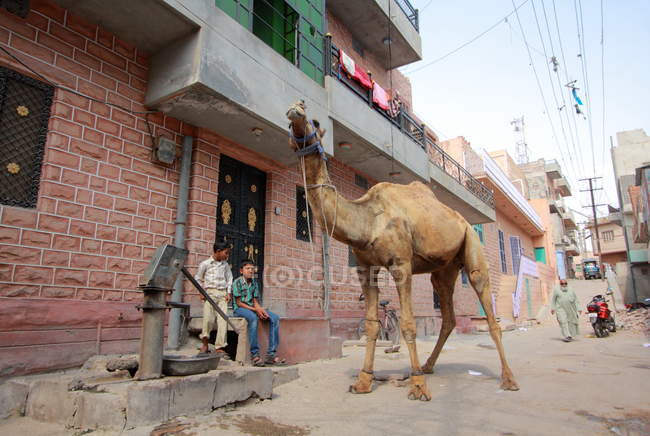 Уличные сцены, Джодхпур, Индия — стоковое фото