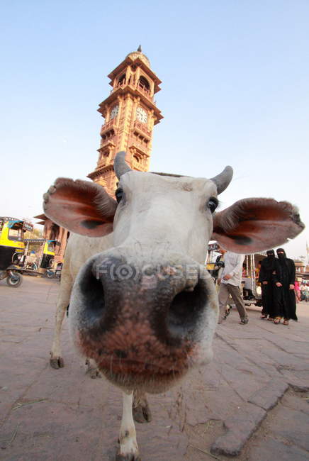 White holy cow stands at street — Stock Photo