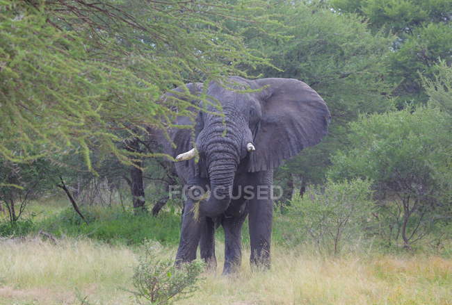 Elefante africano grande - foto de stock