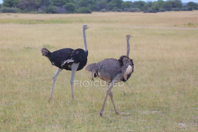 Стадо африканских страусов — стоковое фото