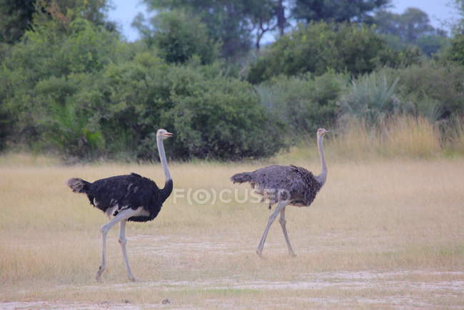 Manada de avestruces africanos - foto de stock