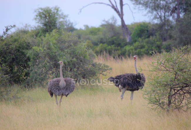 Стадо африканских страусов — стоковое фото