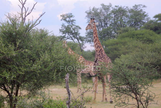 Група молодих жирафів — стокове фото