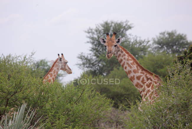 Группа молодых жирафов — стоковое фото