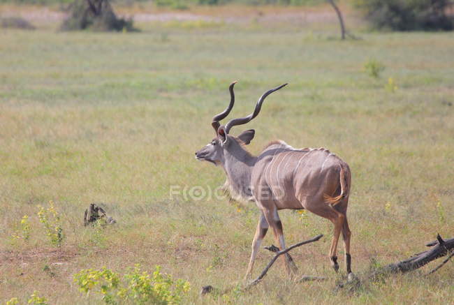 Wilde Gazelle in der Savanne — Stockfoto