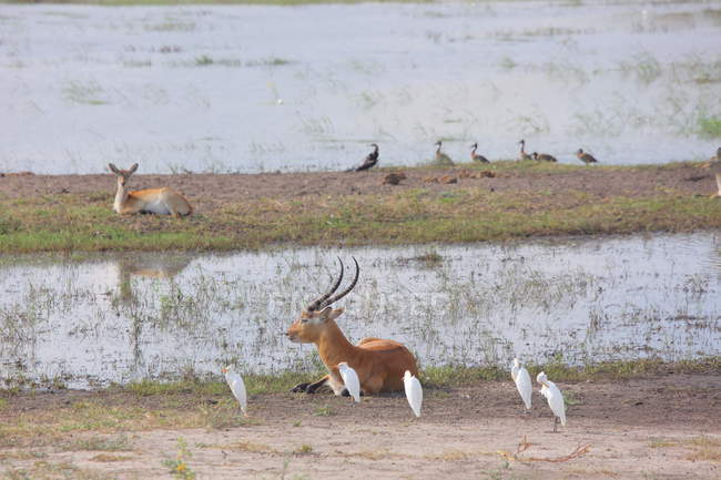 Afrikanische Impala in ihrem natürlichen Lebensraum — Stockfoto