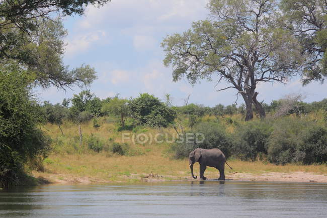 Elefante joven en el río Okavango - foto de stock