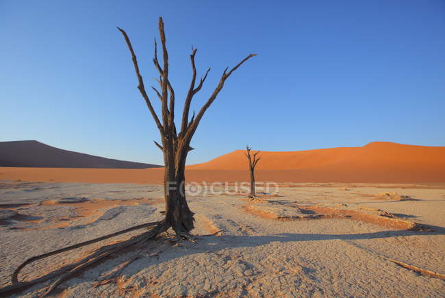 Deadvlei Acacia Arbres — Photo de stock