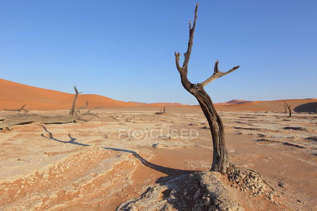 Deadvlei Acacia Trees — Stock Photo