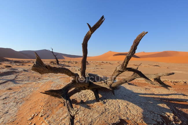 Árbol de Acacia Deadvlei, Parque Naukluft - foto de stock