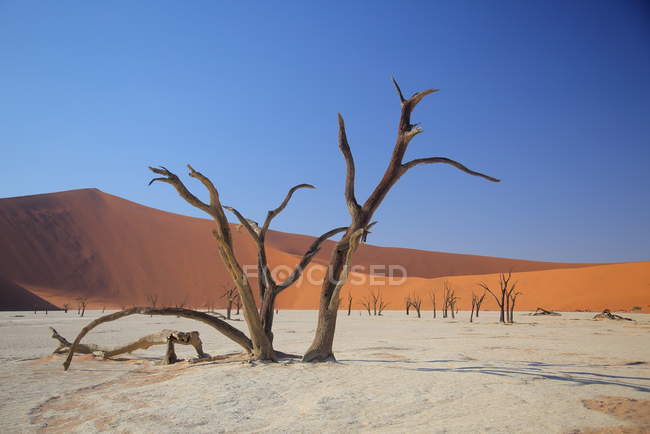 Árboles de Acacia Deadvlei - foto de stock