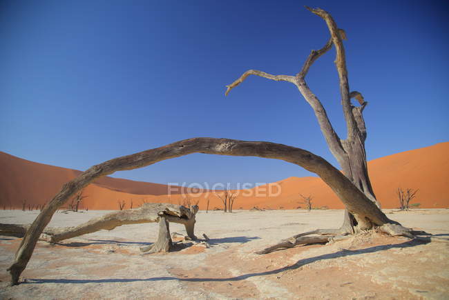 Deadvlei Acacia Arbres — Photo de stock