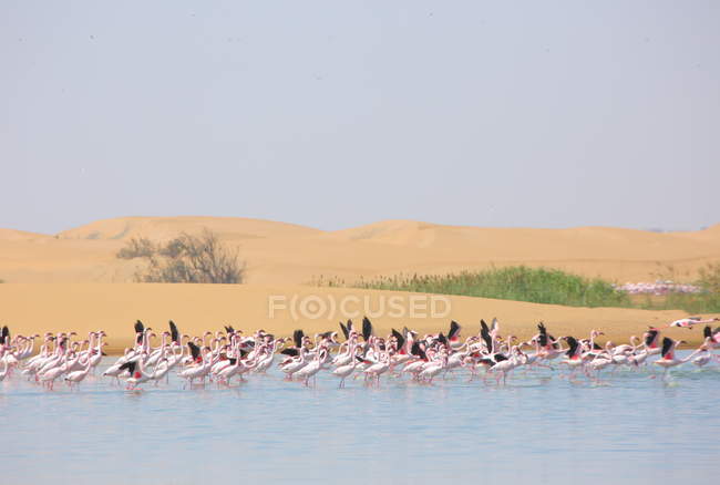 Manada de avestruces africanos - foto de stock