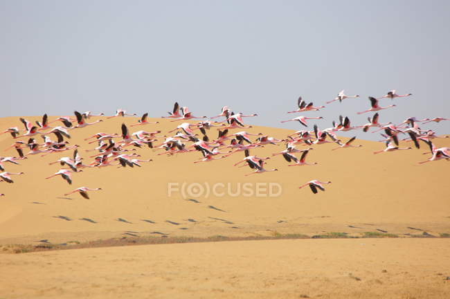 Herd of african ostriches — Stock Photo