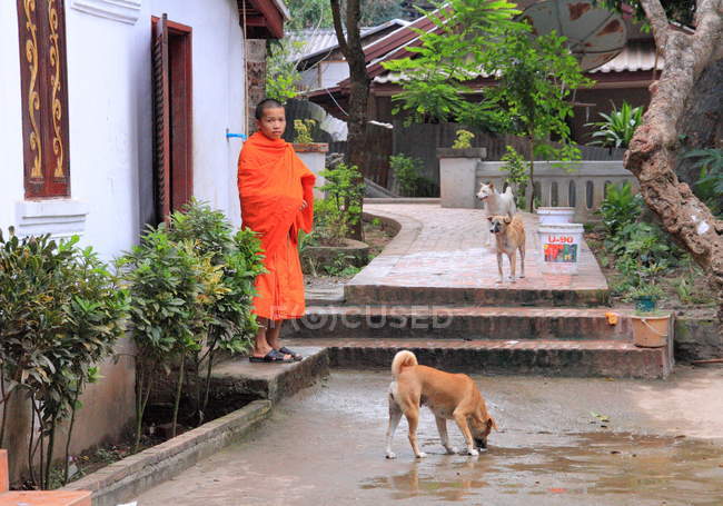 Монах около храма Ват Сиенг Тхонг — стоковое фото
