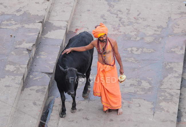 Индийский мужчина с коровой на улице в Индии — стоковое фото