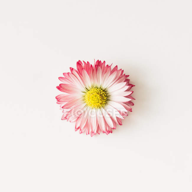 Daisy flor de perto. Depósito plano . — Fotografia de Stock