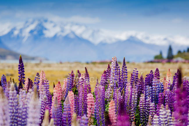 Lupinen blühen in Neuseeland — Stockfoto