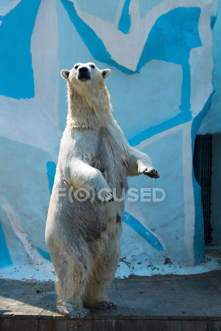 Oso polar de pie sobre sus patas traseras - foto de stock