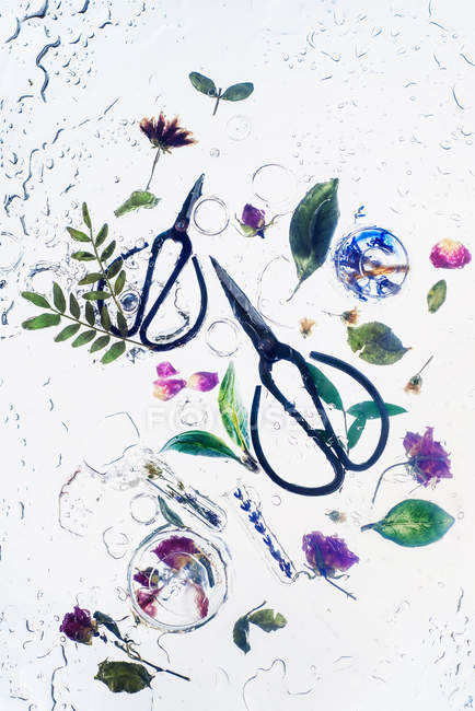 Two scissors with plants — Stock Photo