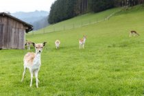 Милые маленькие оленята на зеленой траве — стоковое фото
