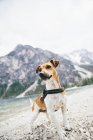 Cute little dog near mountain lake — Stock Photo