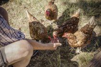 Человек кормит четырех цыплят — стоковое фото
