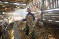 Женщина-пастух в овечьем сарае — стоковое фото