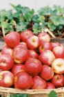 Pommes fraîches avec gouttelettes d'eau — Photo de stock
