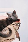 Серая кошка — стоковое фото