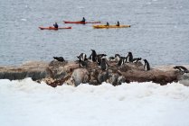 Bandada de pingüinos Gentoo en la orilla . - foto de stock