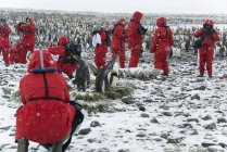 Viajeros observando y fotografiando pingüinos rey . - foto de stock