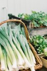 Fresh green garlic — Stock Photo
