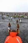 Person photographing king penguins — Stock Photo