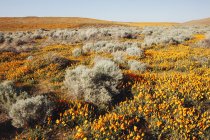 Feld der leuchtend orangen Blüten — Stockfoto