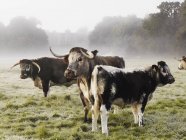 Langhorn-Rinder auf einem Feld — Stockfoto