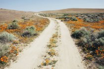 Дорога через поле з помаранчевими квітами — стокове фото