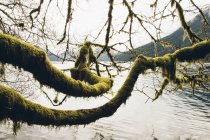 Moss covered alder tree branches — Stock Photo