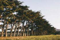Fileira de Monterey Cypress árvores — Fotografia de Stock