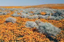 Champ des fleurs orange vif — Photo de stock