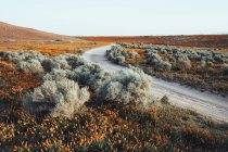Дорога через поле с оранжевыми цветами — стоковое фото