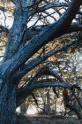 Крупное зрелое кипарисское дерево Монтерей — стоковое фото