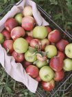 Korb mit Äpfeln im Apfelgarten — Stockfoto