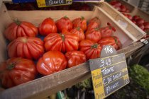 Большие семейные помидоры — стоковое фото